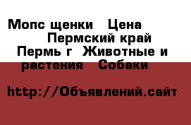 Мопс щенки › Цена ­ 16 000 - Пермский край, Пермь г. Животные и растения » Собаки   